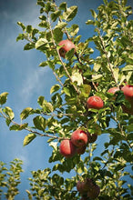 Load image into Gallery viewer, Fuji Apple Tree