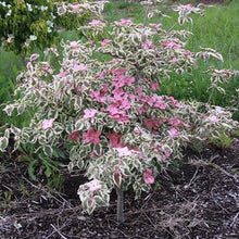 Load image into Gallery viewer, Akatsuki Dogwood