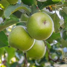 Load image into Gallery viewer, 4-in-1 Apple Surprise Tree