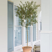 Load image into Gallery viewer, Arbequina Olive Tree