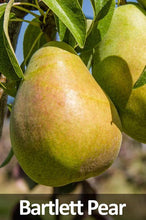 Load image into Gallery viewer, 3-in-1 Pear Tree