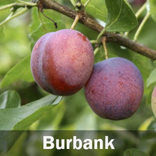 Load image into Gallery viewer, 4-in-1 Plum Tree