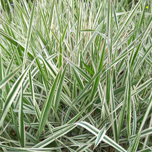 Load image into Gallery viewer, Ice Dance Sedge Plant