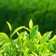 Load image into Gallery viewer, Cold Hardy Tea Plant - USDA Organic