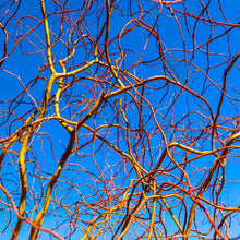 Load image into Gallery viewer, Corkscrew Willow Tree