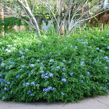Load image into Gallery viewer, Dark Blue Plumbago