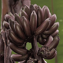 Load image into Gallery viewer, Dwarf Red Banana Tree