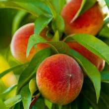 Load image into Gallery viewer, Elberta Peach Tree