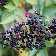 Load image into Gallery viewer, Elderberry Plant