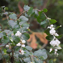 Load image into Gallery viewer, Galaxy™ Snowberry