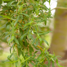 Load image into Gallery viewer, 'Golden Curls' Corkscrew Willow