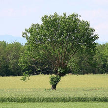 Load image into Gallery viewer, Illinois Everbearing Mulberry