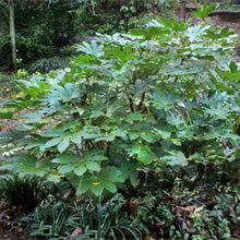 Load image into Gallery viewer, Japanese Aralia Plant