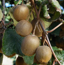 Load image into Gallery viewer, Fuzzy Kiwi - USDA Organic