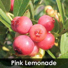 Load image into Gallery viewer, 3-in-1 Blueberry Bush (Northern Highbush)