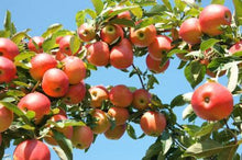 Load image into Gallery viewer, Gala Apple Tree
