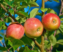 Load image into Gallery viewer, Gala Apple Tree
