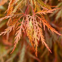 Load image into Gallery viewer, Germaine&#39;s Gyration Japanese Maple
