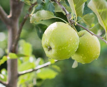 Load image into Gallery viewer, Granny Smith Apple Tree
