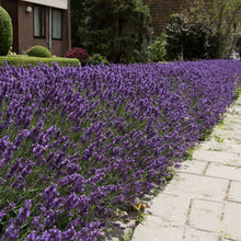 Load image into Gallery viewer, Hidcote Purple Lavender Plant
