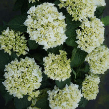Load image into Gallery viewer, Everlasting® Bride White Hydrangea Shrub
