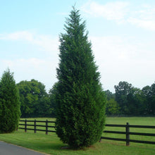 Load image into Gallery viewer, Leyland Cypress
