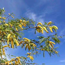 Load image into Gallery viewer, Mesquite Tree
