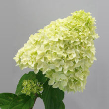 Load image into Gallery viewer, Magical® Candle Hydrangea Shrub
