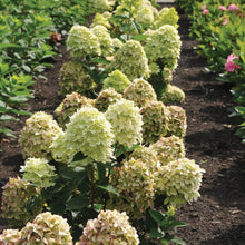 Load image into Gallery viewer, Magical® Candle Hydrangea Shrub
