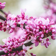 Load image into Gallery viewer, Merlot Redbud Tree
