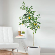Load image into Gallery viewer, Meyer Lemon Tree
