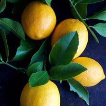 Load image into Gallery viewer, Meyer Lemon Tree
