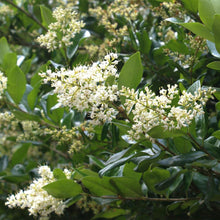 Load image into Gallery viewer, Waxleaf Privet Hedge
