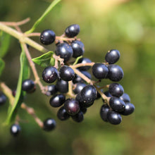 Load image into Gallery viewer, Waxleaf Privet Hedge
