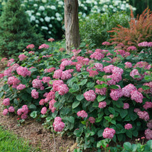Load image into Gallery viewer, Invincibelle® Ruby Hydrangea Shrub
