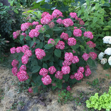 Load image into Gallery viewer, Invincibelle® Ruby Hydrangea Shrub
